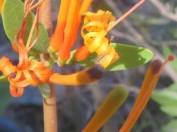 Moquiniella rubra corolla base bulges